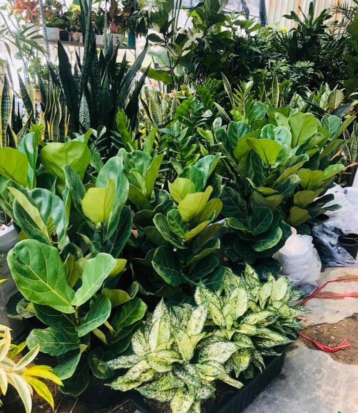 Decor cây xanh cho quán cà phê sân vườn